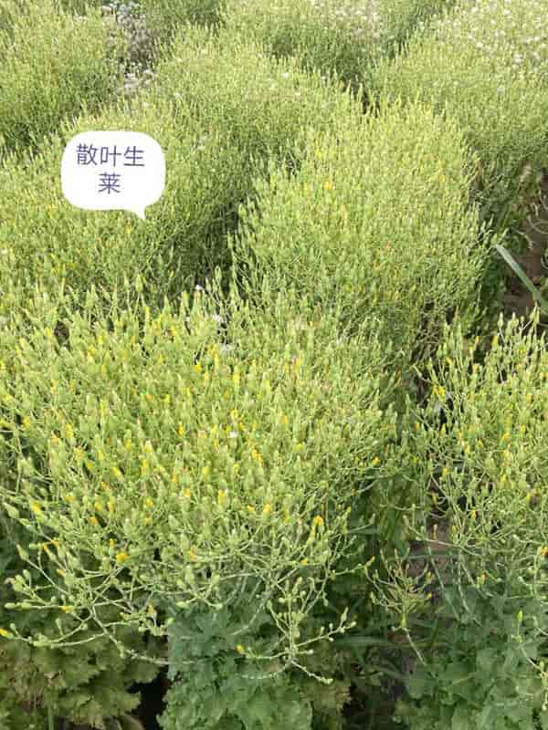 宜信农业散叶生菜