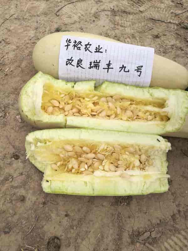 宜信农业改良瑞丰九号