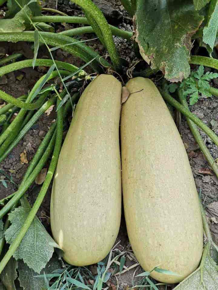 宜信农业909（杂交一代）